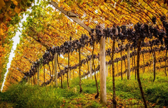 Entre Montanhas e Cálices: Vinhos de Altitude na Serra Catarinense - Pousada Cantos e Encantos - Urubici | Serra Catarinense Entre Montanhas e Cálices: Vinhos de Altitude na Serra Catarinense - Pousada Cantos e Encantos - Urubici | Serra Catarinense