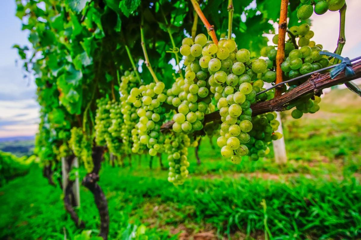 Vinícolas com almoço harmonizado e experiências gastronômicas