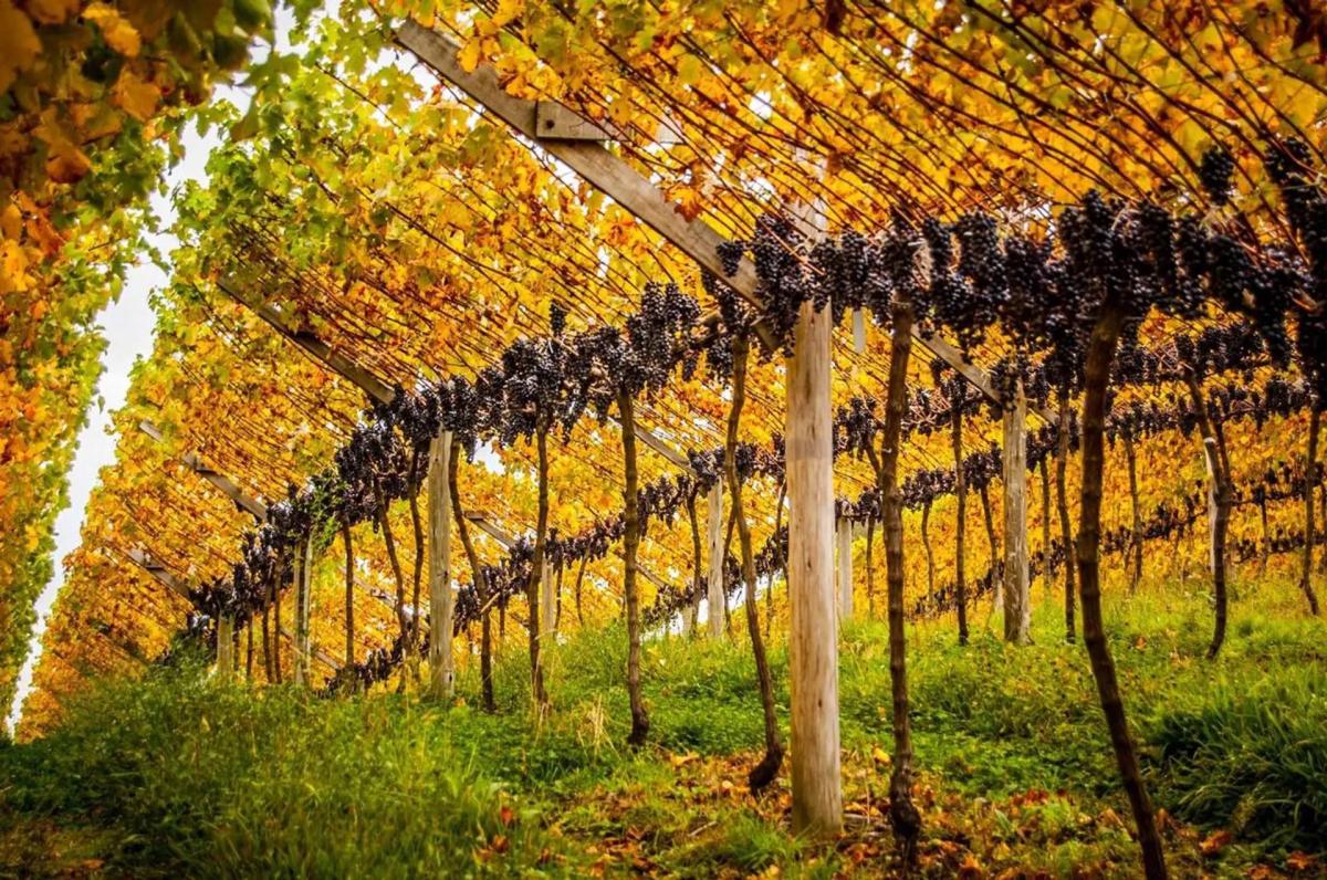 Vinícolas em Urubici SC e Serra Catarinense: descubra o sabor do frio com charme e autenticidade