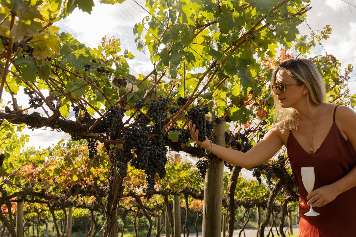 Vinícolas em Urubici SC e Serra Catarinense: descubra o sabor do frio com charme e autenticidade