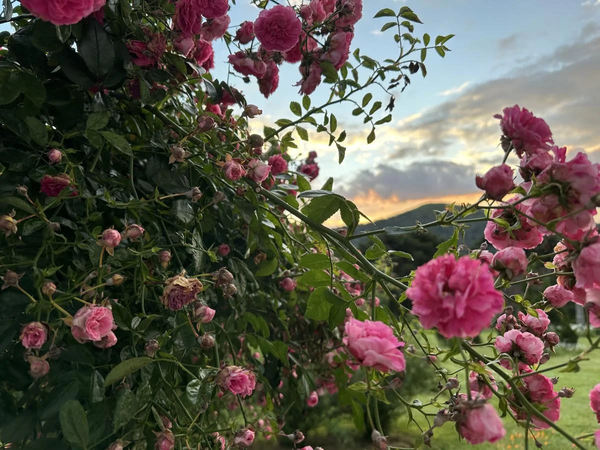 Jardim florido da Pousada Cantos e Encantos na primavera.