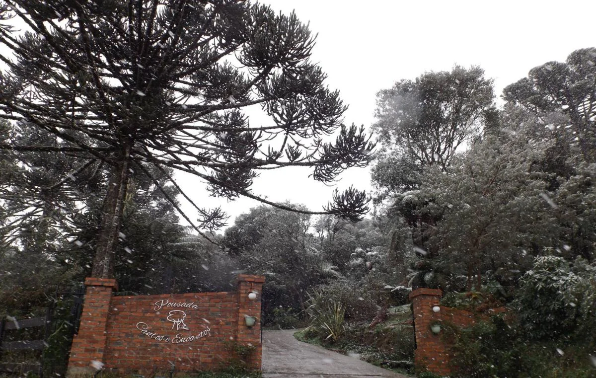 Araucárias na paisagem natural da Pousada Cantos e Encantos.