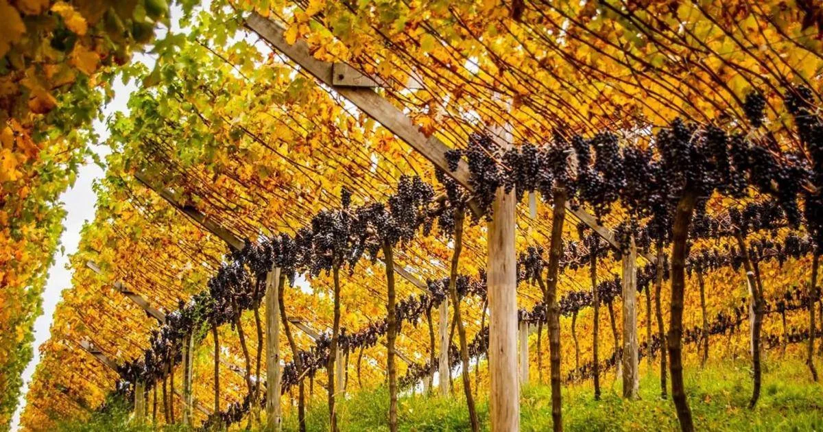 Vinhedos em paisagem rural da Serra Catarinense, próximos à pousada.