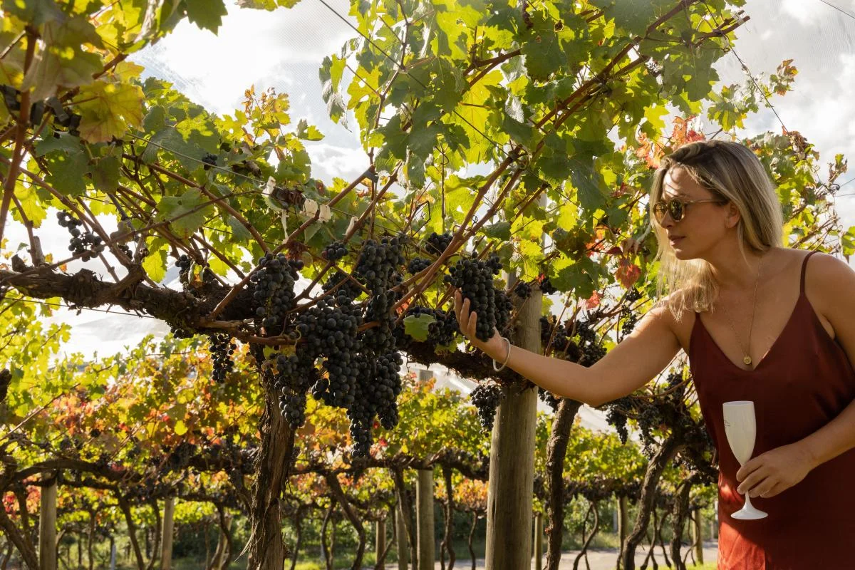 Colheita de uvas em vinhedo da Serra Catarinense.