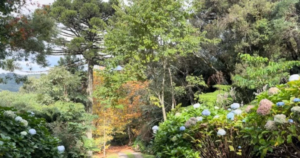 Caminho arborizado no jardim de altitude da Pousada Cantos e Encantos, com hortênsias floridas e vegetação nativa em Urubici, na Serra Catarinense.
