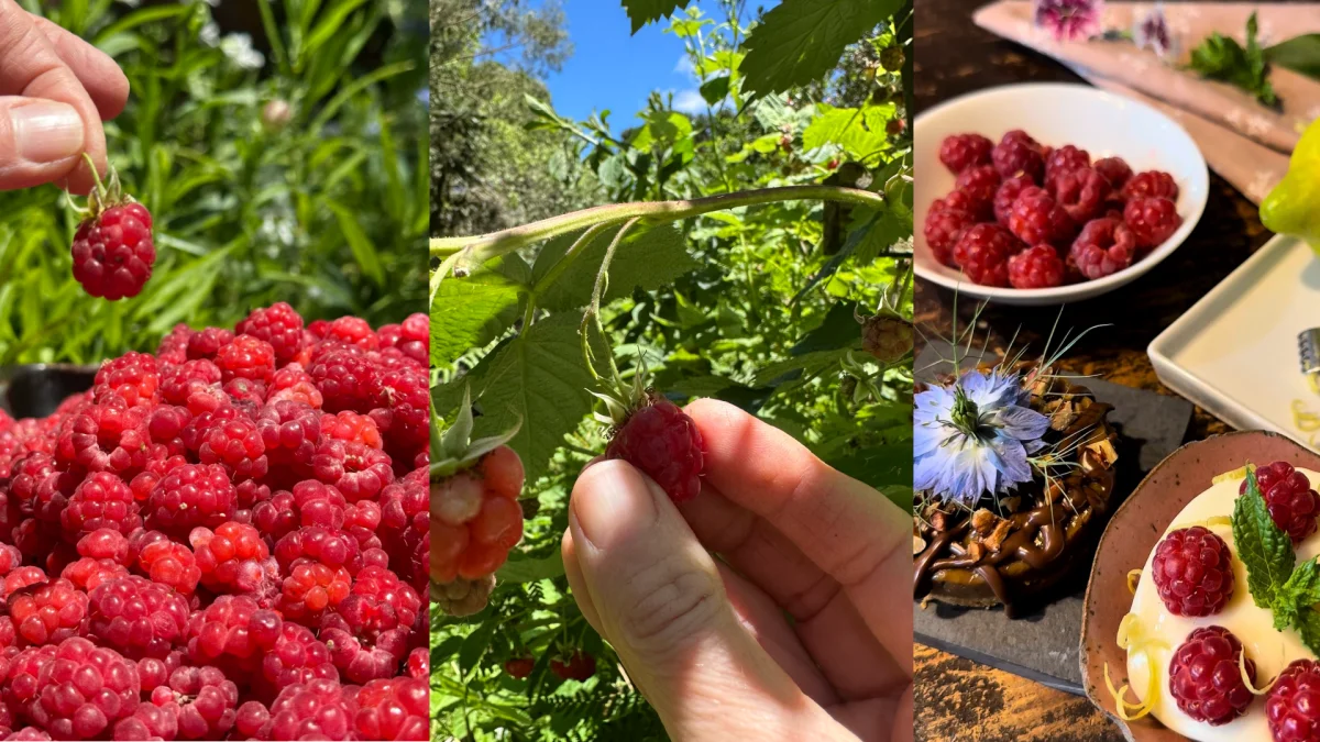 Mosaico de fotos de Framboesa da Pousada Cantos e Encantos