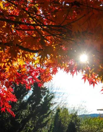 Folhagem de outono na Serra Catarinense com luz do sol entre as árvores