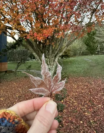 Folha seca nas mãos em cenário de outono no jardim da Pousada Cantos e Encantos em Urubici
