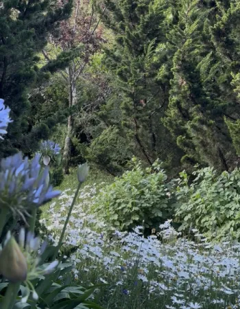 Detalhe de flores e vegetação nativa no jardim da Pousada Cantos e Encantos em Urubici