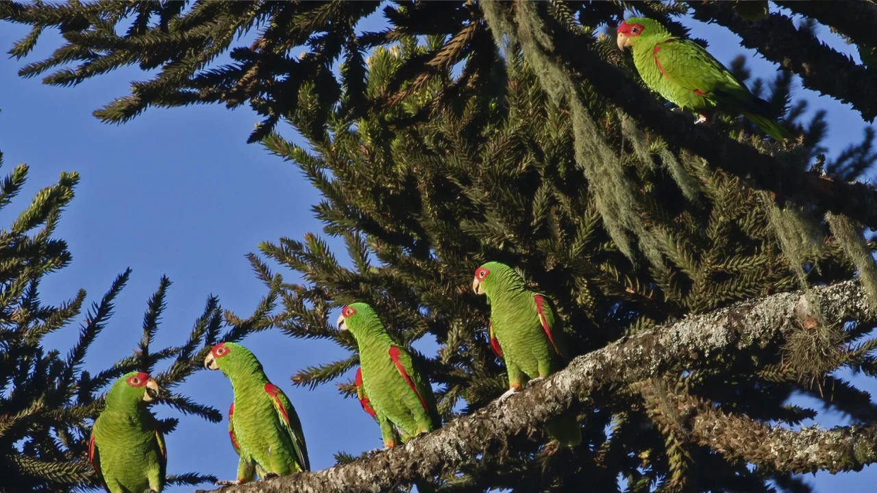 pousadacantosencantos-revoadadopapagaio-charãosc (2)
